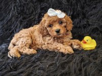 Peluş bir poodle kız