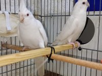 Albino takım sultan papağanı
