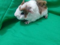 Peruvan stlie özel ırk ginepig