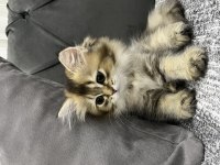 British Longhair Kedisi