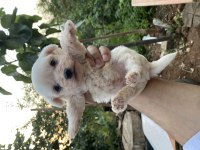 KAR BEYAZ MALTESE KÖPEĞİ