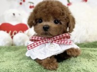 Toy Poodle Yavru