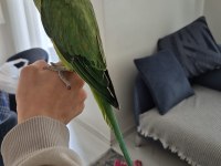 Evcil Pakistan Papağanı