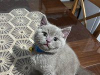 Yakışıklı Yavru British Shorthair