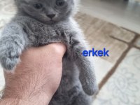 Scottish fold Yavrularımız yeni yuvalarını arıyorlar