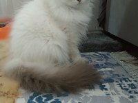 Full secereli british longhair