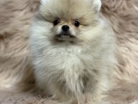 Ukrayna Girişli Orjinal Pomeranian Boo