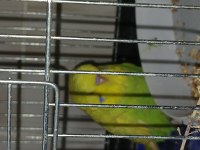 Show Jumbo Yavru kuşlar