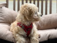 Samsun Atakum Maltipoo Yavru