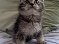 Scottish Fold Black Tabby