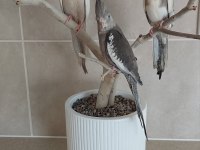 Wf White Kalite Yavru Bebek Yavru Isırma Yok 35 Kuşumuz