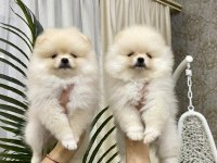 Boo Pomeranian Garantili Çiftliğimizden Yavrularımız