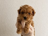 Gerçek ömür boyu teacup garantili Maltipoo