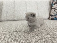 Erkek 50 günlük yavru scottish fold