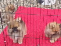 Bayram özel kampanya bayram şekerleri pomeranian boo