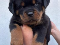 Rottweiler köpeği