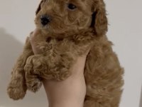 Erkek toy poodle yavru