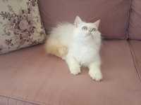 Kar Topu İran Kedisi Oğlum
