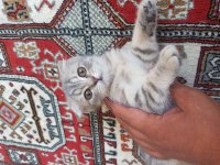 Ankara içi yavru scottish fold