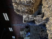 Cane Corso Blue Safkan