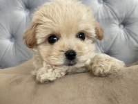 MALTİPOO YAVRULARI SONN KALDI ÇOK UYGUN FİYAT