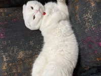Bembeyaz Scottish Fold Hair