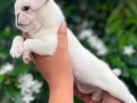 Albino pug nadir cins