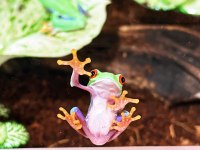 Red eye tree frog