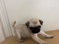 GARANTİLİ PUG BEBEKLER