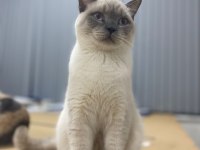 Blue point british shorthair pamuk açıklamayı okuyunuz