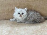 Eşsiz Güzellikte Chinchilla Silver Yavrum
