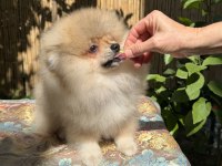 İnanılmaz güzellikte 3,5 aylık pomeranian erkek yavru