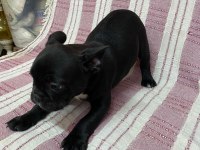 Siyah french bulldog bebeklerimiz