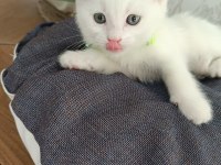 Anne baba scrli top kafa british shorthair kar beyaz yavrula