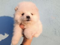 Kar beyaz samoyed yavrular teslime hazır