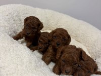 Toy Poodle Aşılı Pasaportlu Yavrularımız