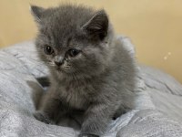 British shorthair silver tabby