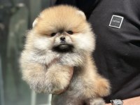 Teddy pomeranian prenses