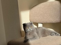 Ücretsiz Sahiplendirme Scottish Fold Kedimiz