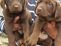 ÜRETİCİDEN A PLUS KALİTE LABRADOR YAVRULAR