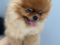 Yavru 2 yaşında erkek pomeranian