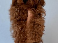 Safkan kore teacup toy poodle