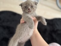 SAFKAN SCOTTİSH FOLD KEDİSİ YAVRUSU