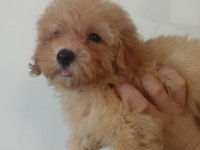Erkek Maltipoo
