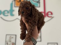 Petmode köpek çiftliğinde ziyarete açık toy poodle