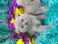 Show kalite scottish fold bebekler yeni yuvalarını arıyor