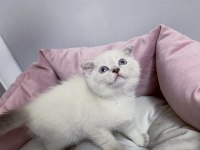 Bluepoint British Shorthair Dişi Ve Erkek Yavrular