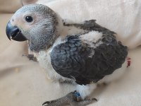EL BESLEME JUMBO JAKO PAPAĞANI BEBEKLER