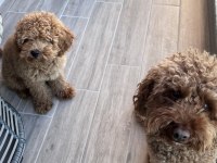 Toy poodle 2 numara aşılı