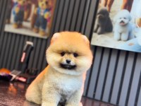 Pomeranian boo köpekler